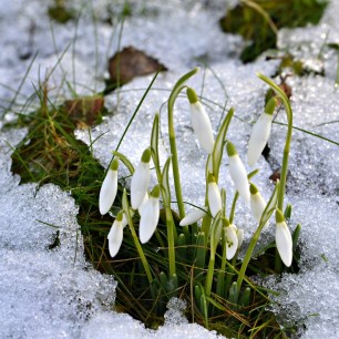 First-snowdrops-flowers